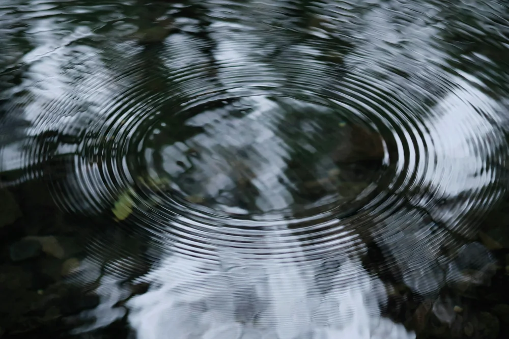 Cercles à la surface d'une eau sombre où se reflètent des branches