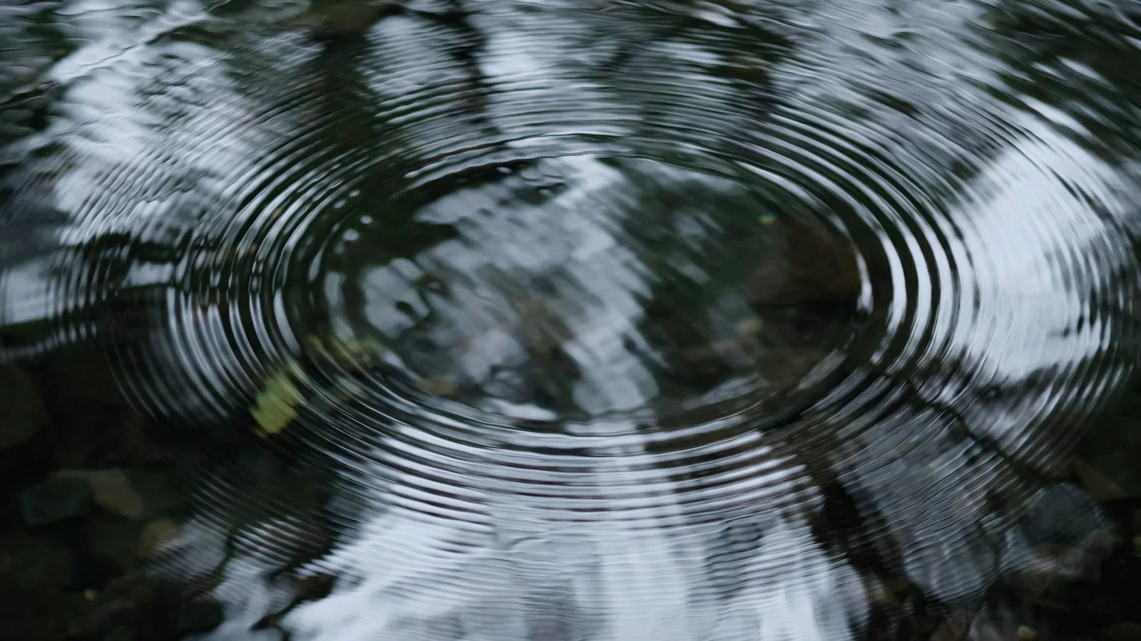 Cercles à la surface d'une eau sombre où se reflètent des branches