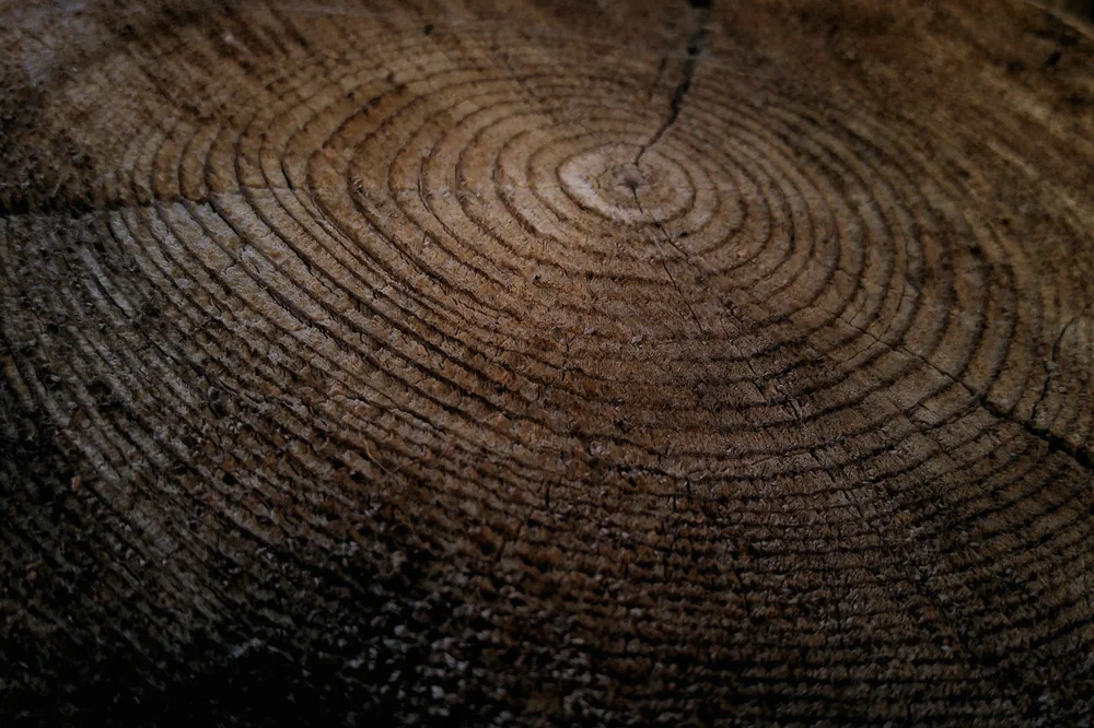 Coupe d'un tronc d'arbre aux cernes concentriques, bois sombre