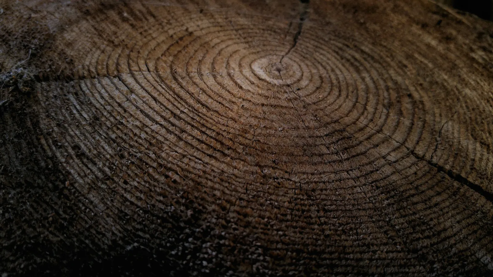 Coupe d'un tronc d'arbre aux cernes concentriques, bois sombre