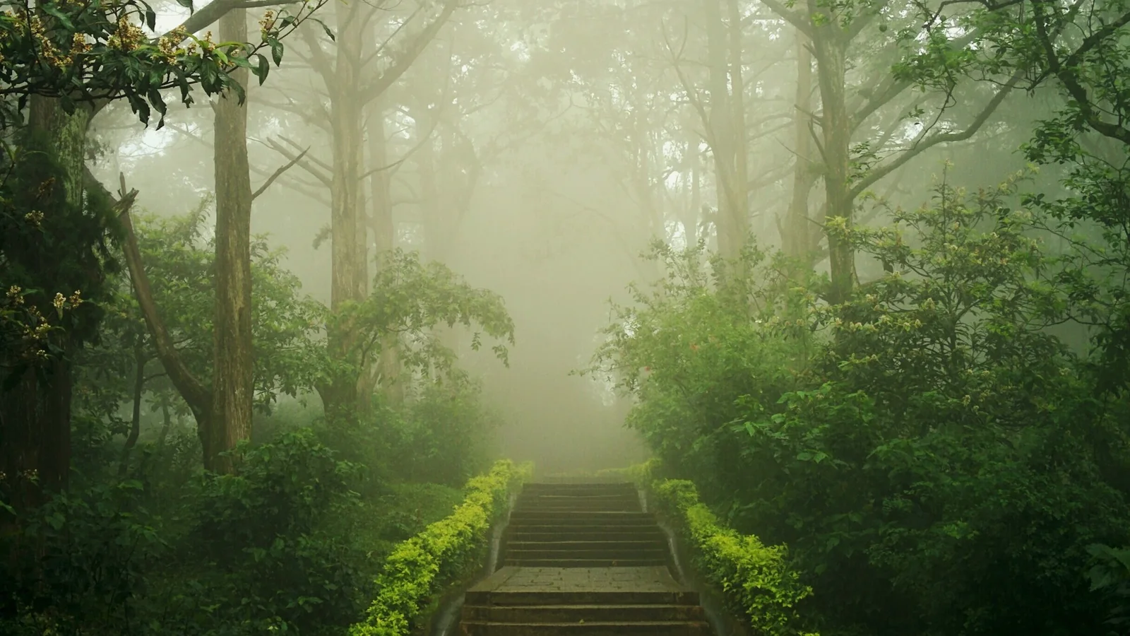 Escalier de pierre bordé de verdure qui s'enfonce dans une forêt embrumée